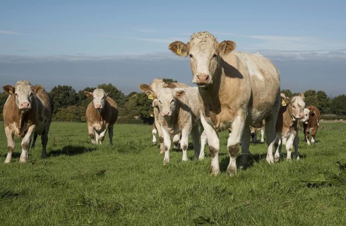 Simmental cattle