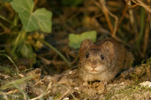 Bank voles