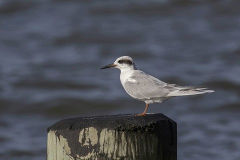 Common Tern