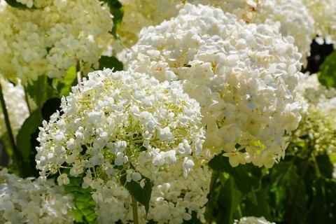 Schneeball-Hortensie