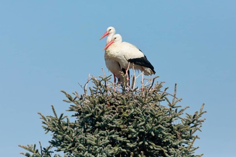 Weissstorchen Paar steht waehrend der Paarungszeit in ihrem Nest inmitten der Baumkrone einer grossen Fichte