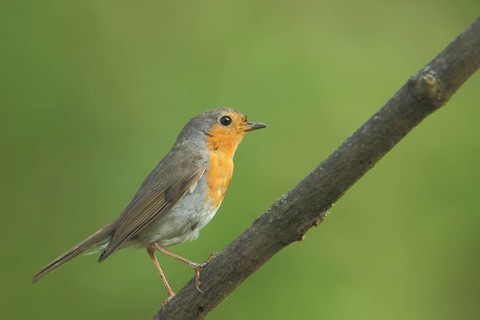 Robin