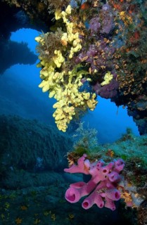 Pink tube sponge