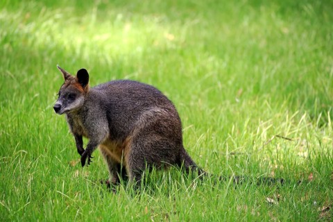 Swamp wallaby