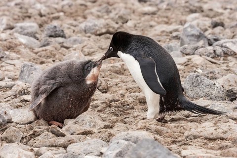 Adelie Penguin
