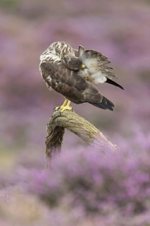 Common steppe buzzard