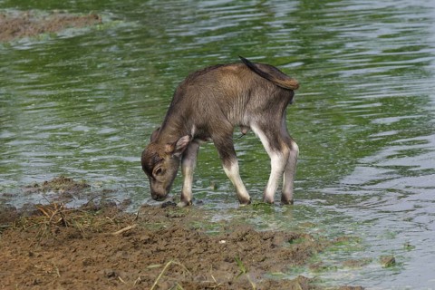 Bubalus arnee f. bubalis