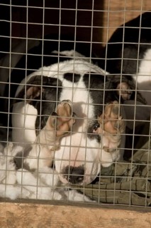 Staffordshire bull terrier