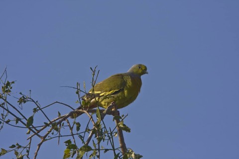 Orange-breasted Green Pigeon