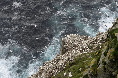 Northern Gannet