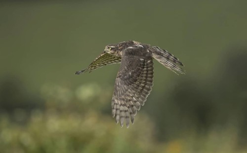 Eurasian eurasian sparrowhawk