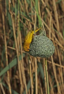 Eastern Golden Weaver