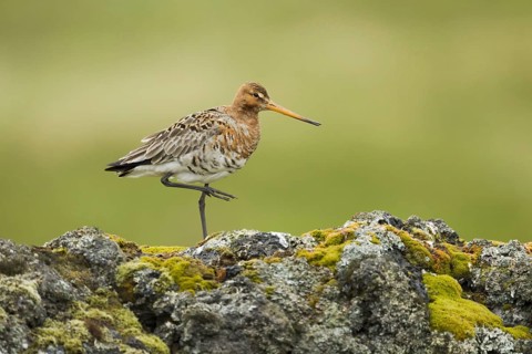 Black-tailed godwit