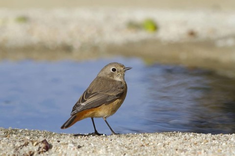 Common Redstart