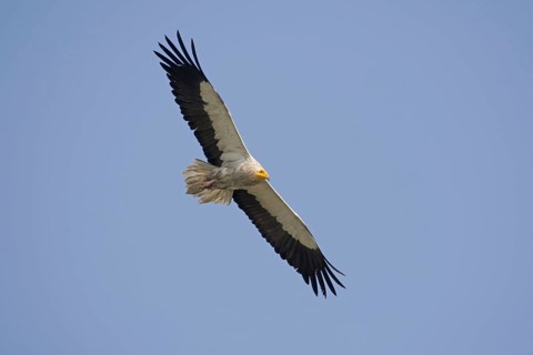 Egyptian Vulture
