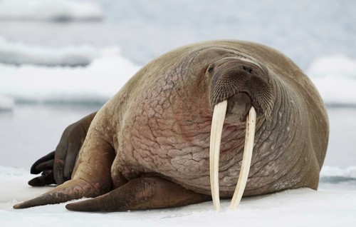 Atlantic walrus