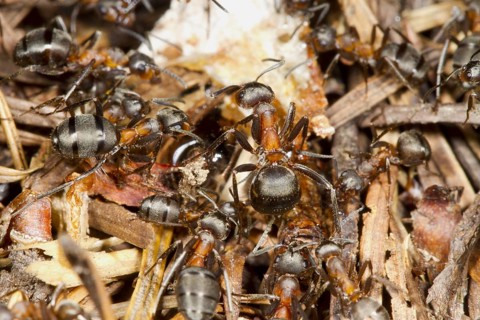 Hairy Wood Ant