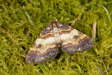 Anticlea badiata