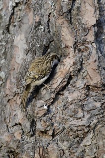 Common eurasian treecreeper