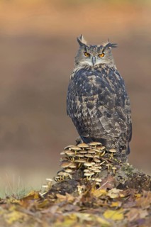 Adult eurasian eagle-owl