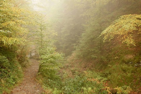 Common beeches