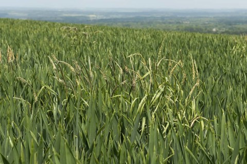 Blackgrass