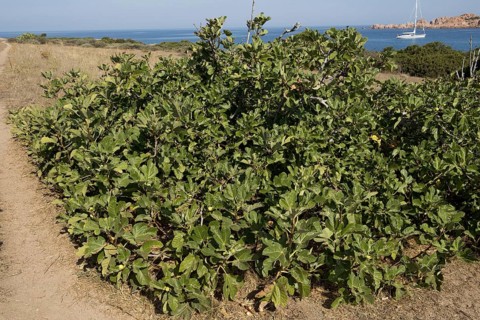 Common fig
