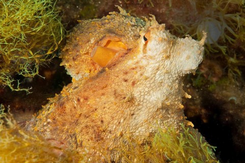 Common octopus
