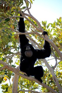 Siamang