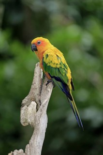 Adult jandaya parakeet