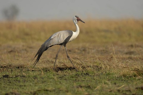 Wattled Crane