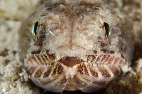 Slender Lizardfish