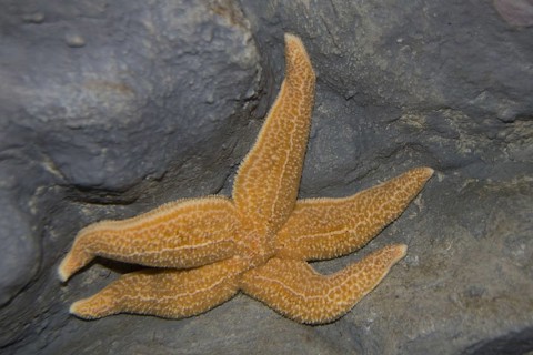 Asterias vulgaris