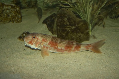 Striped barb
