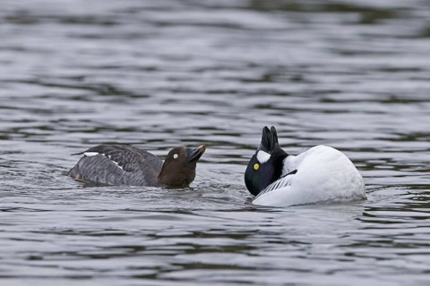 Common goldeneye