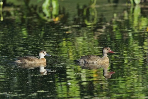Brazilian teal