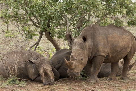 White Rhinoceros