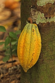 Cocoa harvest