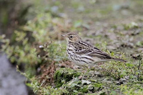 Red-throated pipit