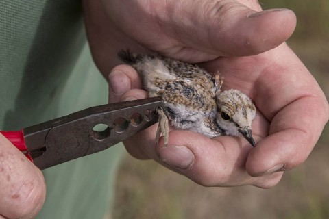 Little ringed plover chick