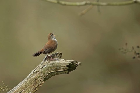 Cetti's Warbler