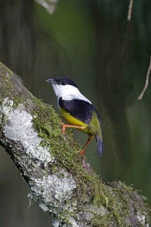 White half-moon manakin