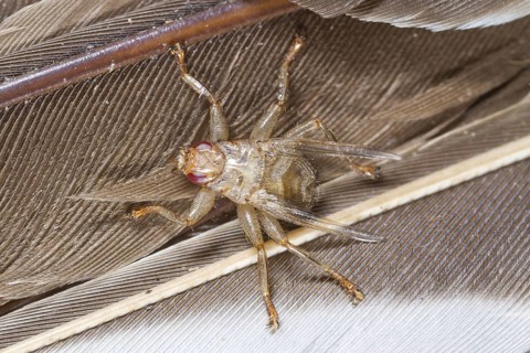 Louse-fly