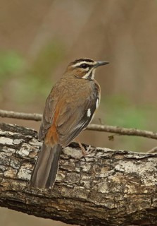 Eastern Bearded Scrub-robin