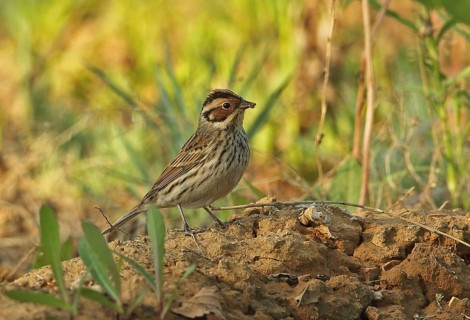 Little buntings