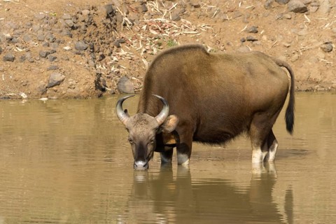 Gaur