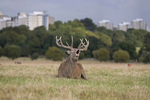 Red Deer