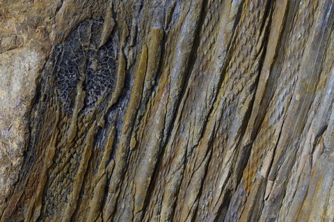 Fossil calamites
