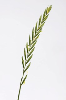 Couch grass