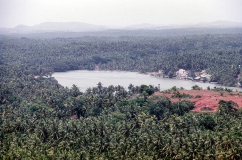 Coconut trees around Mahi in Puducherry or Pondicherry